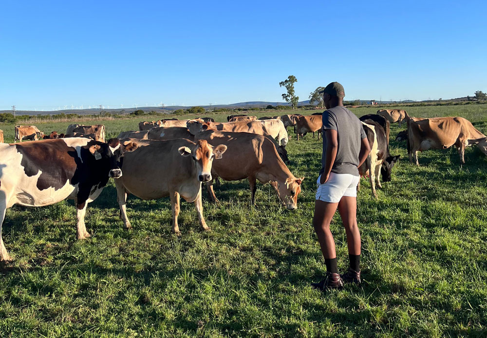 Dairy farm sunrise in the Eastern Cape