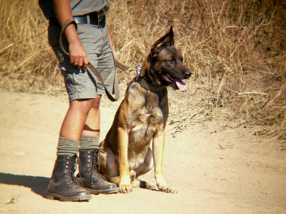 Project Rhino ranger and K9 handler in the field