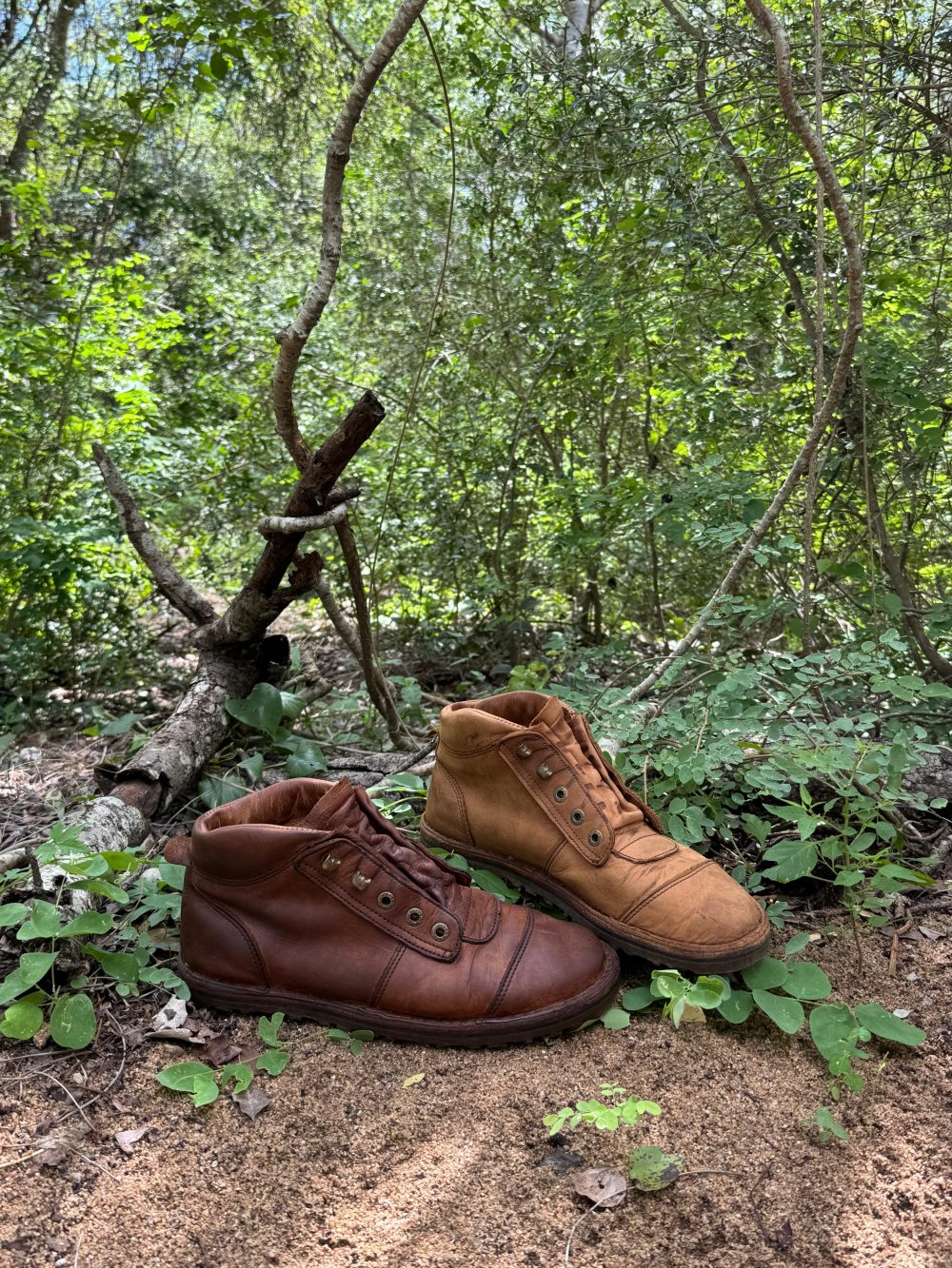 Black rhino conservation operation in dense bush
