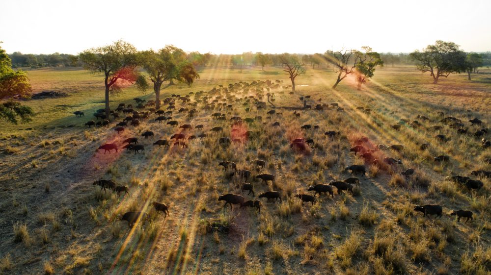 Wide view of Gonarezhou landscape near rivers and floodplains