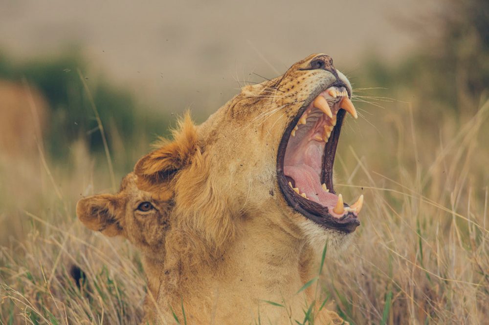 Lion roaring in the grasslands of Lewa